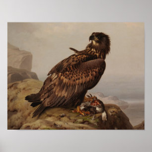 Póster Ferdinand von Wright - White-Tailed Eagle