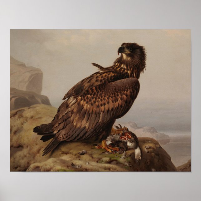 Póster Ferdinand von Wright - White-Tailed Eagle (Frente)