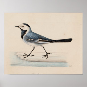 Póster Ferdinand von Wright - White Wagtail