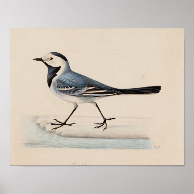 Póster Ferdinand von Wright - White Wagtail (Frente)