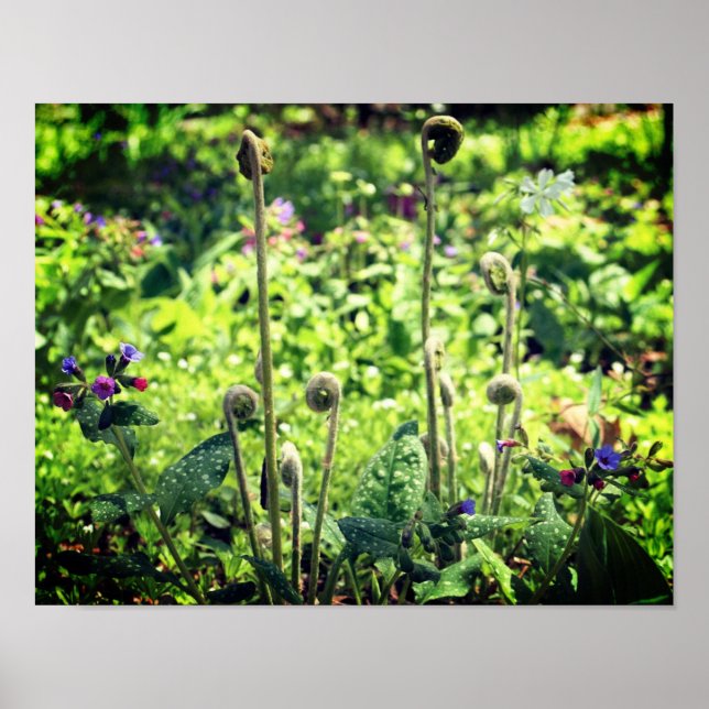 Póster Ferias Fiddlehead Y Flores De Primavera (Frente)