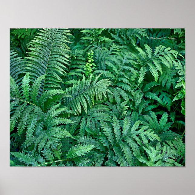 Póster Ferinos: lienzo - plano (Frente)