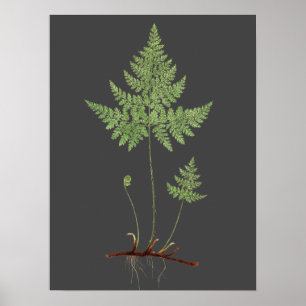 Póster Fern,