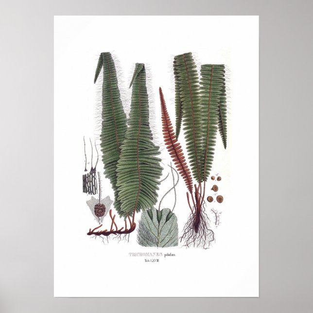 Póster Fern (Frente)