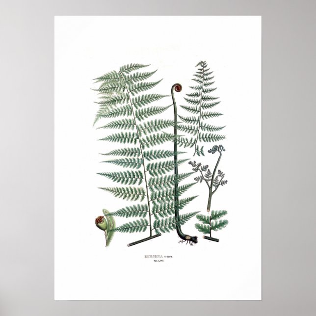 Póster Fern (Frente)