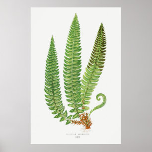 Póster Fern 3