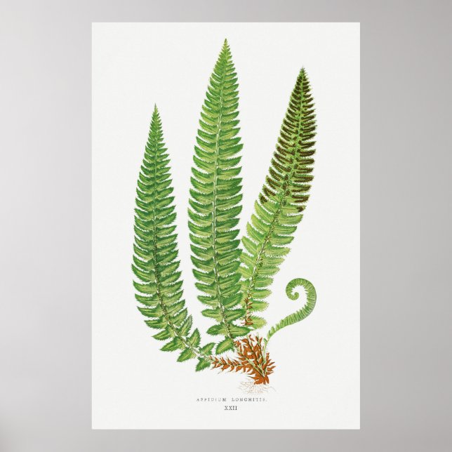 Póster Fern 3 (Frente)