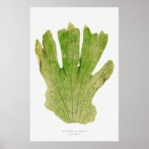 Póster Fern 4