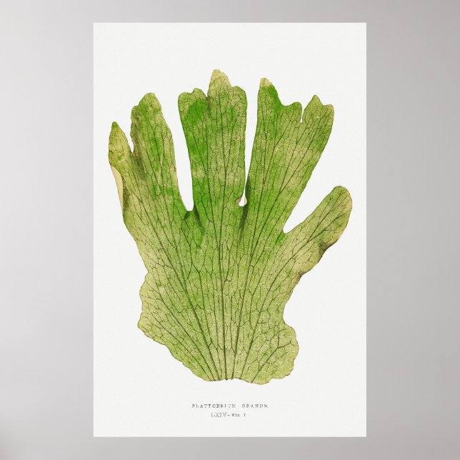 Póster Fern 4 (Frente)