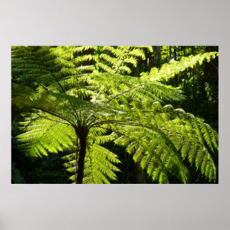 Póster Fern arbolado en la selva tropical