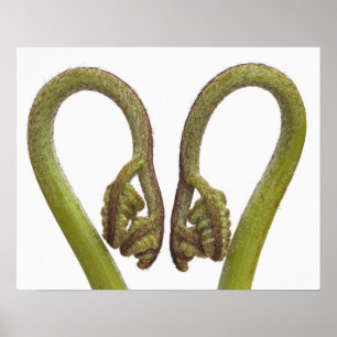 Póster Fern brotes 2