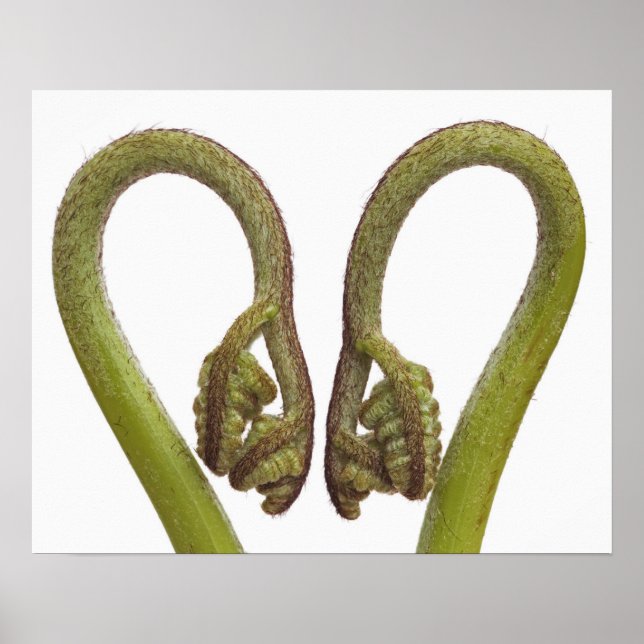 Póster Fern brotes 2 (Frente)