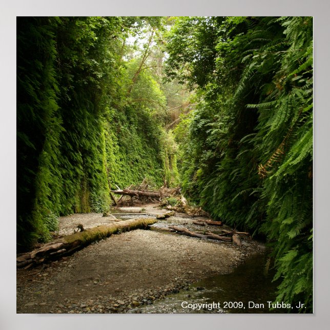 Póster Fern Canyon, California (Frente)