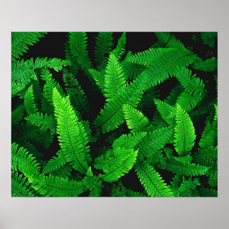 Póster Fern deja fotografía de la naturaleza