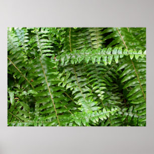 Póster Fern Fronds I Green Nature