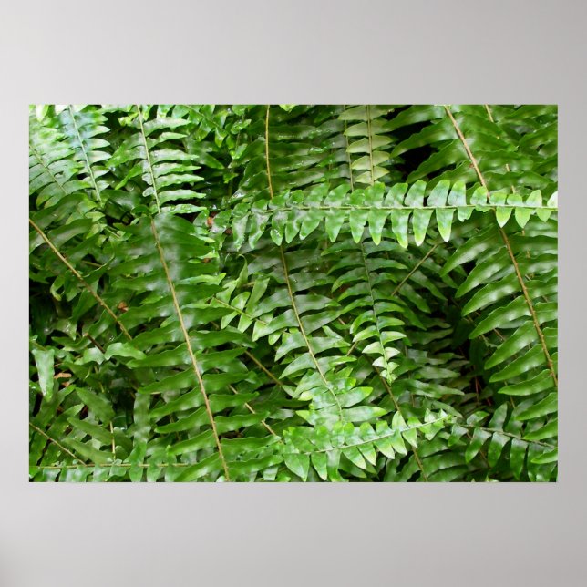 Póster Fern Fronds I Green Nature (Frente)