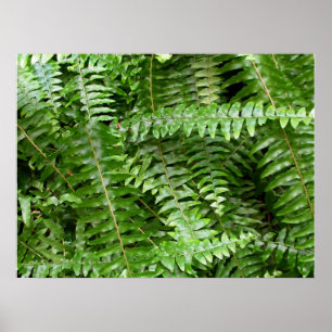 Póster Fern Fronds I Green Nature