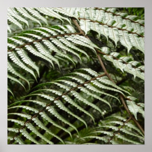 Póster Fern Fronds II Naturaleza verde oscura