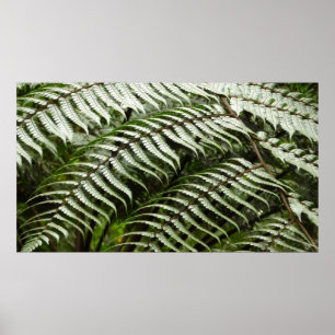 Póster Fern Fronds II Naturaleza verde oscura