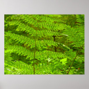 Póster Fern Fronds III Naturaleza verde Botánica
