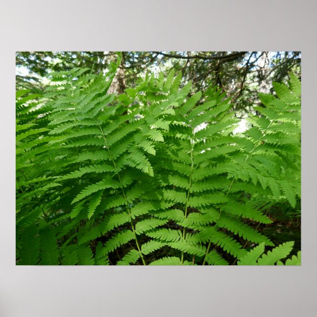 Póster Fern Fronds IV Naturaleza verde Botánica (Frente)