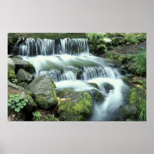 Póster Fern Spring, Parque Nacional Yosemite