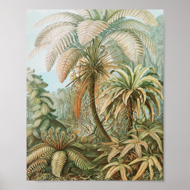 Póster Fernés, Filicinae Laubfarne por Ernst Haeckel (Frente)