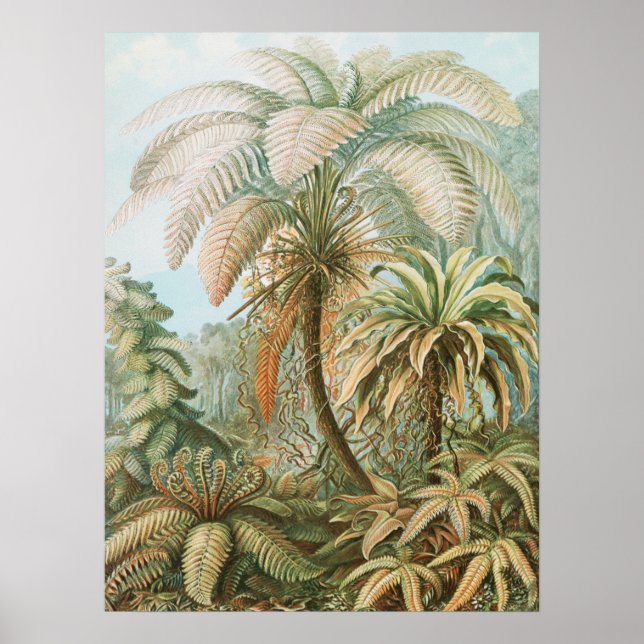 Póster Fernés, Filicinae Laubfarne por Ernst Haeckel (Frente)