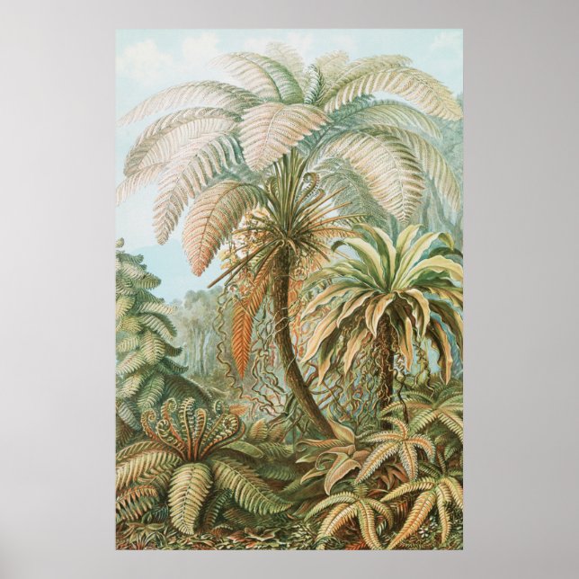 Póster Fernés, Filicinae Laubfarne por Ernst Haeckel (Frente)