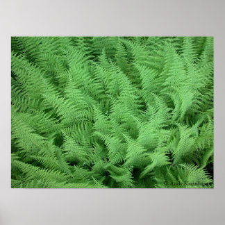 Póster Ferns