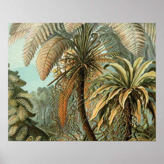 Póster Ferns Palm Tree Antique Botanica Ferns Art (Frente)