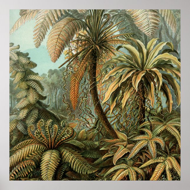 Póster Ferns Palm Tree Antique Botanica Ferns Art (Frente)