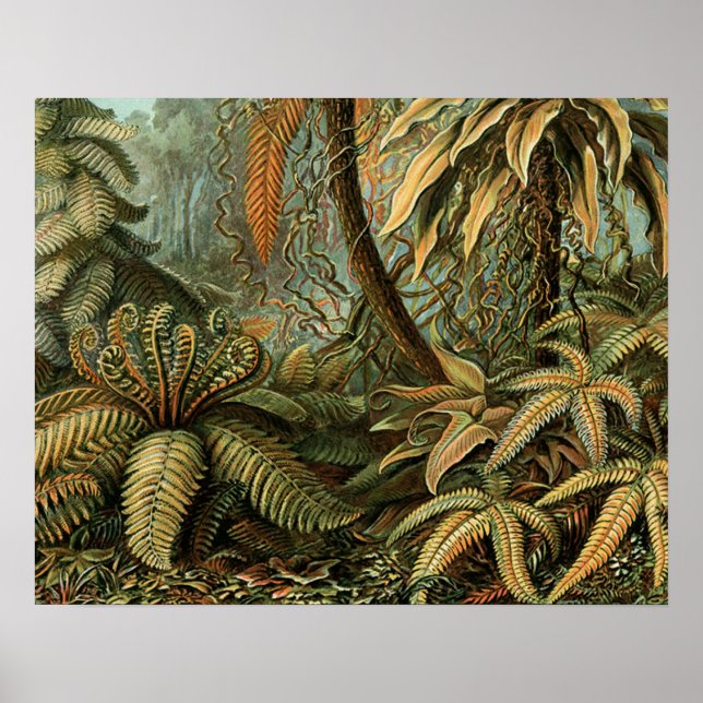 Póster Ferns Palm Tree Antique Botanica Ferns Art (Frente)