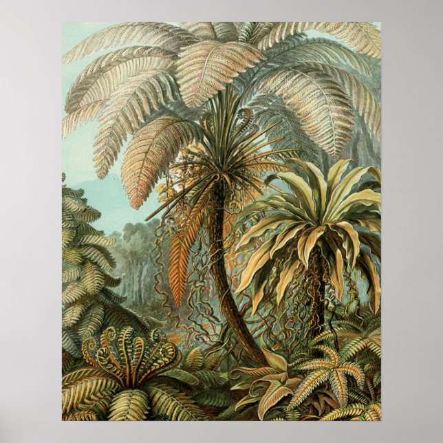 Póster Ferns Palm Tree Antique Botanica Ferns Art (Frente)