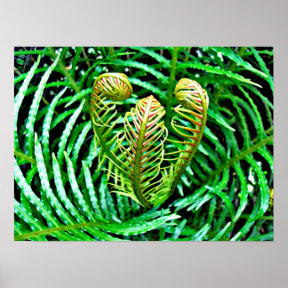 Póster Ferns Unfurling