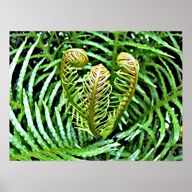 Póster Ferns Unfurling (Frente)