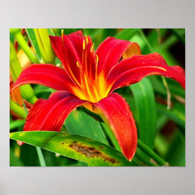 Póster Feroy Naranja Daylily Flower Close (Frente)