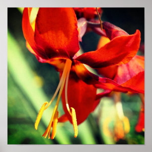 Póster Feroy Naranja Daylily Flower Close