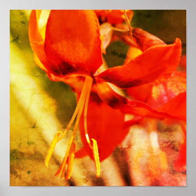 Póster Feroy Naranja Daylily Flower Close Resumen (Frente)