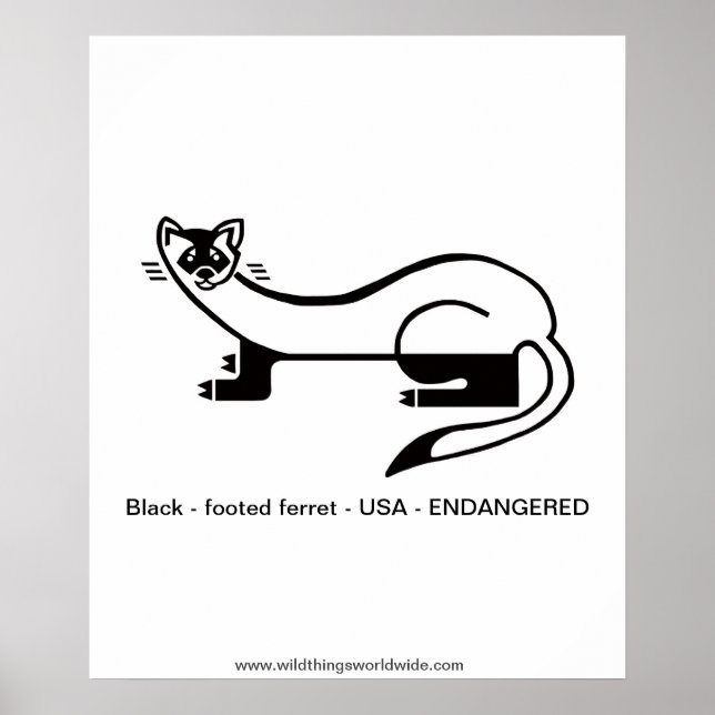 Póster FERRET de pie negro - animal en peligro de extinci (Frente)
