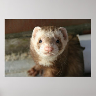 Póster Ferret poster close-up