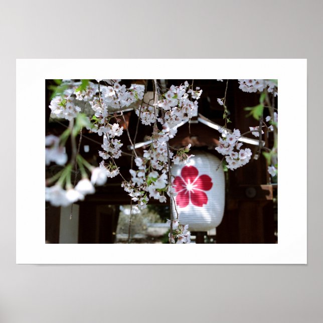 Póster Festival de Flor de Cerezo: Kyoto (Frente)
