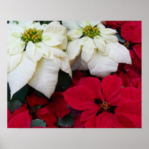 Póster Festividades de los Navidades de la posología blan