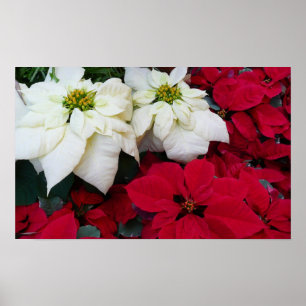 Póster Festividades de los Navidades de la posología blan