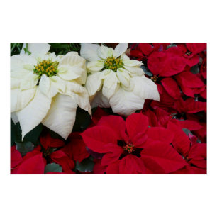 Póster Festividades de los Navidades de la posología blan