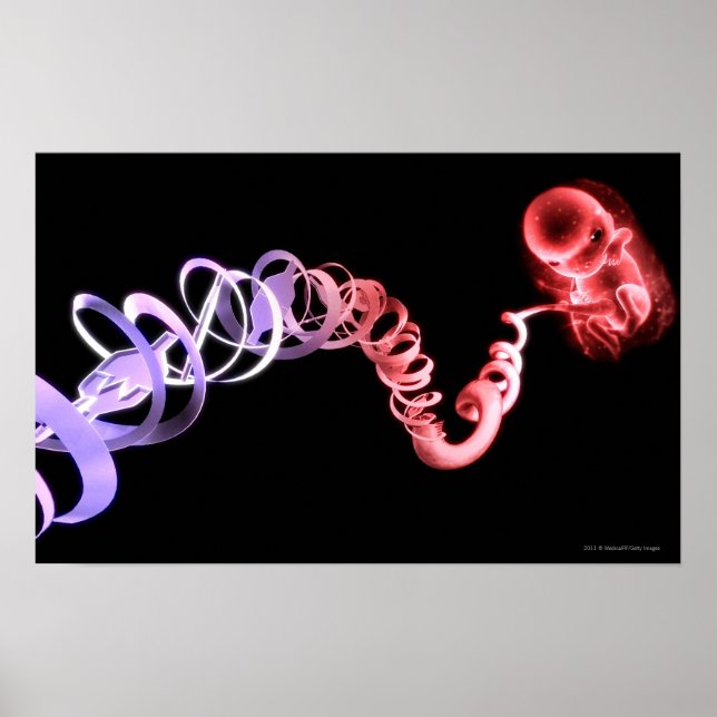 Póster Feto con cordón umbilical hecho de hebras de ADN (Frente)