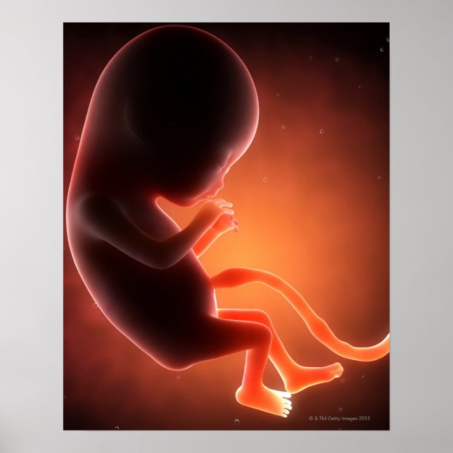 Póster Feto viejo de dos meses (Frente)