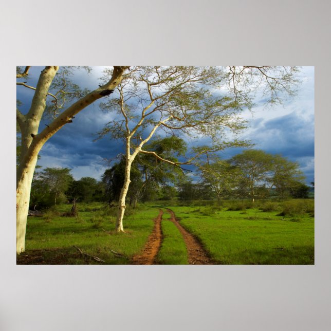 Póster Fever Tree (Acacia Xanthophloea) Por Dirt Track (Frente)