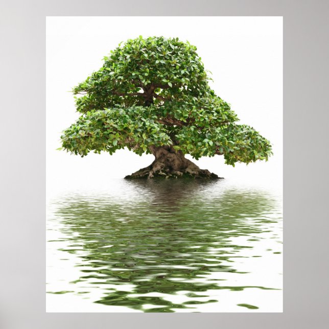 Póster Ficus bonsai (Frente)