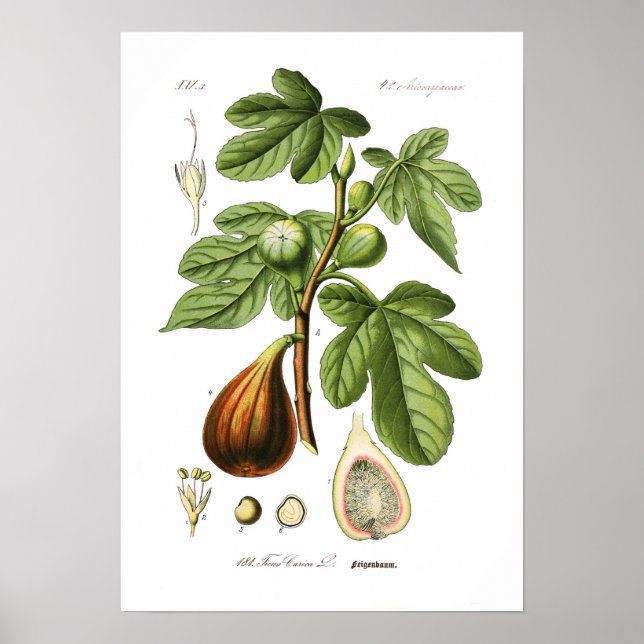 Póster Ficus carica (Fig) (Frente)